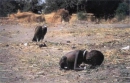 ���� ����������, ���������������� � ������� Vulture Stalking a Child 