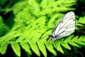 green..