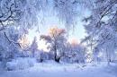 ���� Winter 
