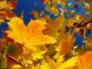 ���� Autumn 