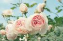 ���� Flowers 
