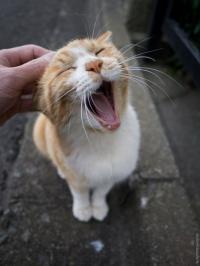 ������