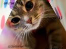 ���� meow:3