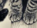 ���� cat