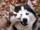 ���� husky