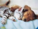 ���� dog & cat