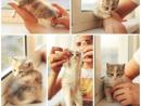���� cat
