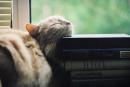 ���� cat