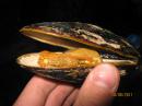 ���� Modiolus modiolus