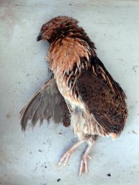 ������