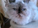 ���� ��������