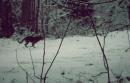 ���� Doggy