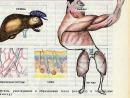���� ��� ��������
