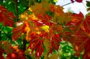 ���� autumn