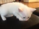 ���� ������