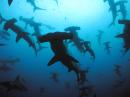 ���� Hammerhead sharks