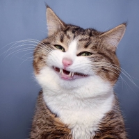 ������